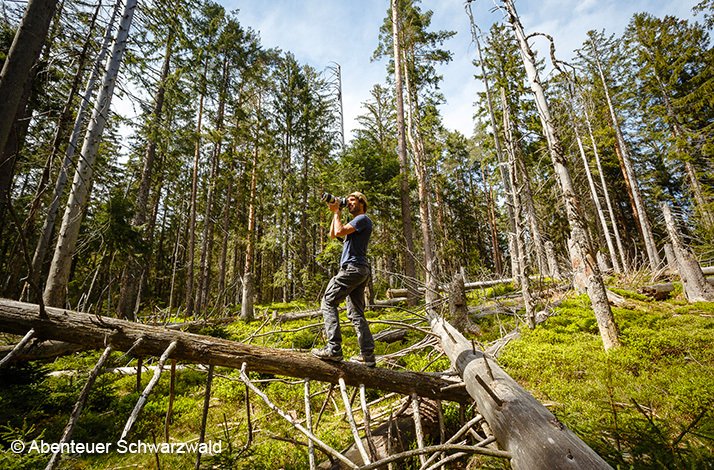 Pro photographer David Lohmüller taking a photo while standing on a fell tree in a forest. © Abenteur Schwarzbald