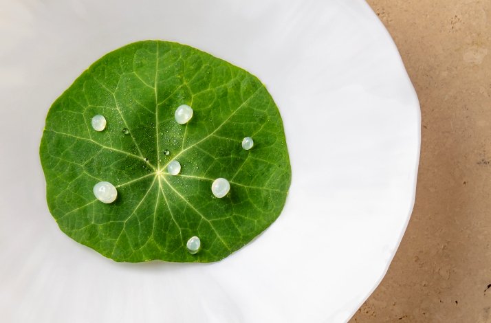 A  green plant leaf on a white plate, decorated with white drops in  Gēn restaurant