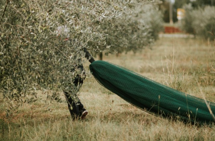 The worker pulling protective nets among olive trees on Ipša family estate.