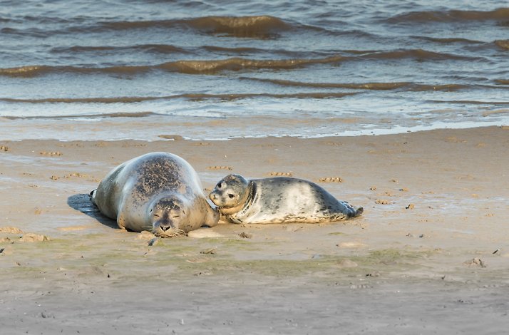 Seals playing on the beach in Westerschelde.