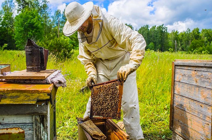 A beekeeper working with bees in the garden of restaurant Amused Food&Wine