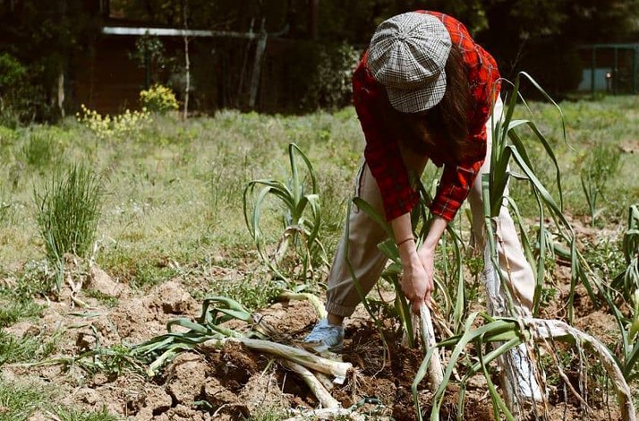 Person harvesting greenery to supply environmentally conscious diners in Istanbul.