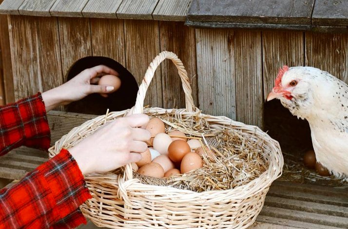 Person at a henhouse collects eggs into basket.