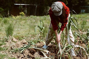 Person harvesting greenery to supply environmentally conscious diners in Istanbul.