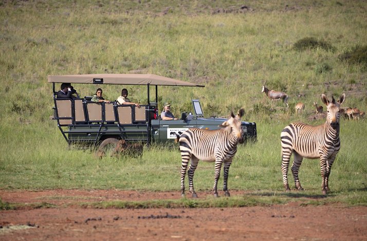 Two zebras standing near the safari car at Bothongo Rhino & Lion Nature Reserve