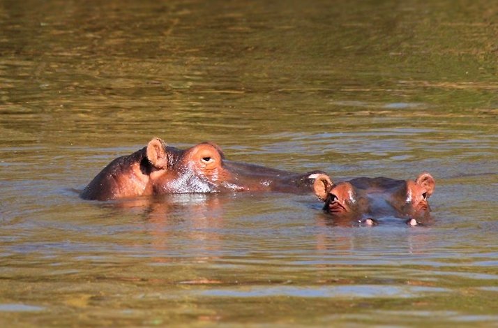 Two hippos swimming at Bothongo Rhino & Lion Nature Reserve