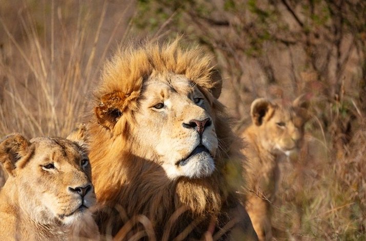 Photo of a lion and two lionesses at Bothongo Rhino & Lion Nature Reserve