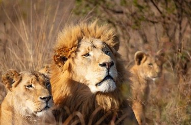 Photo of a lion and two lionesses at Bothongo Rhino & Lion Nature Reserve