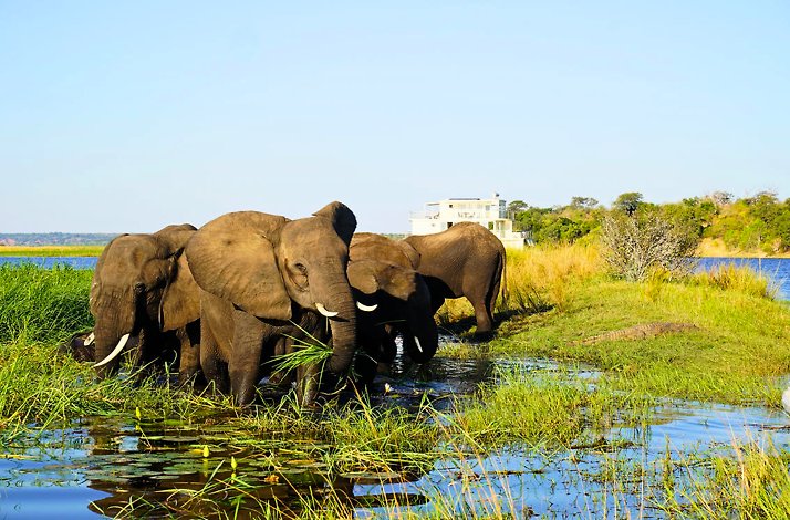 Zambesi Queen Houseboat passing near two elephants on the Chobe River