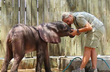An employee from the Hoedspruit Endangered Species Centre petting a baby elephant.