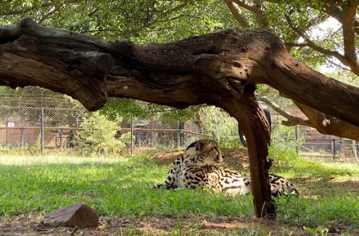 Cheetah resting near an old tree at the Ann van Dyk Cheetah Centre
