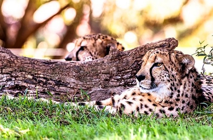 Two cheetahs resting in the grass in the Ann van Dyk Cheetah Centre