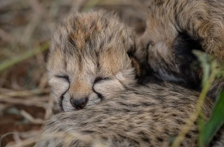 A close shot of cheetah cub sleeping near an older cheetah at the  Ann van Dyk Cheetah Centre