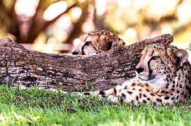 Two cheetahs resting in the grass in the Ann van Dyk Cheetah Centre