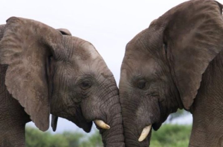 Two elephants touching each other with trunks.