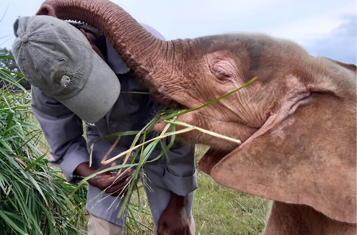 A baby elephant patting the head of the tour guide with its trunk.