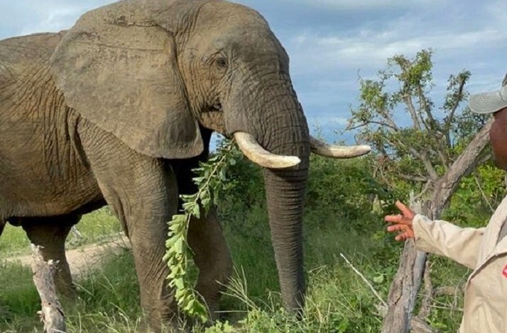 A man feeding an elephant in Hoedspruit Centre.