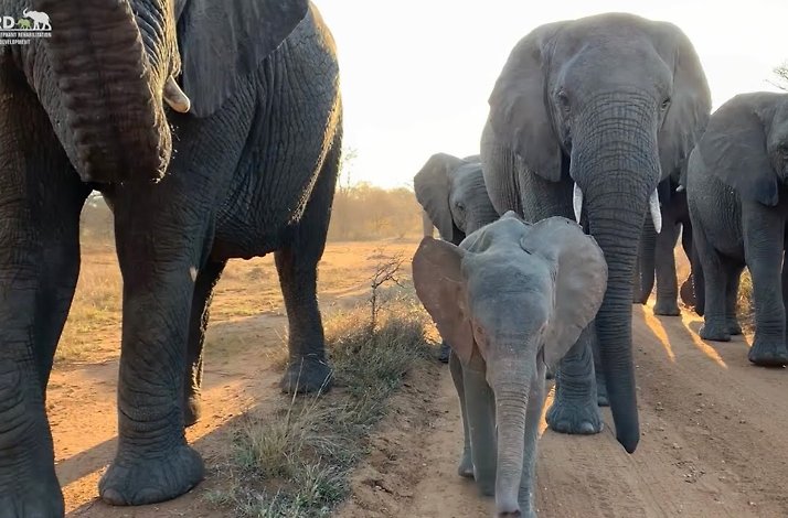 A group of elephants walking at the Hoedspruit Elephant Rehabilitation and Development Centre.
