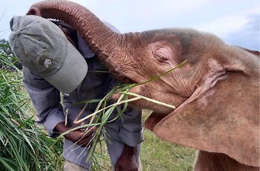 A baby elephant patting the head of the tour guide with its trunk.