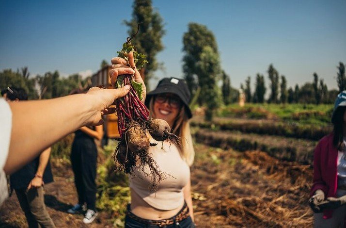POV of a person grabbing veggetables that were just harvested