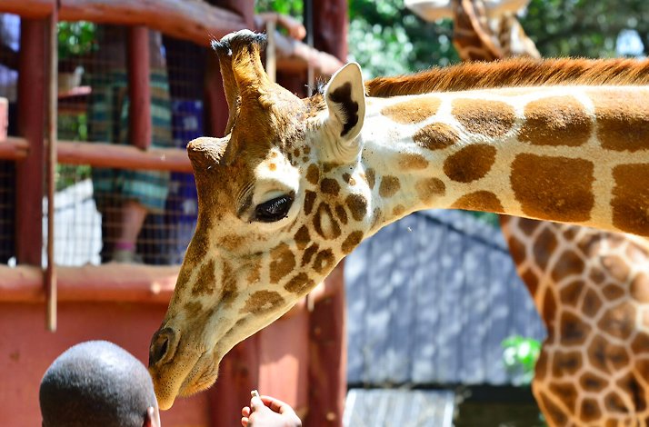 A close-up of a giraffe eating from a man`s hand.