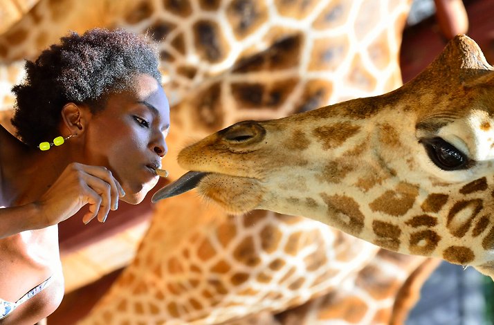 A lady feeding a giraffe from her mouth.