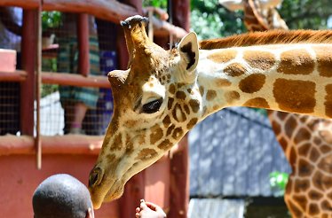 A close-up of a giraffe eating from a man`s hand.