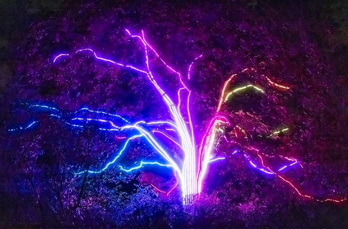 The image displays an outdoor light installation, likely part of a festive or art event, where a tree is illuminated with vibrant, multi-colored LED lights