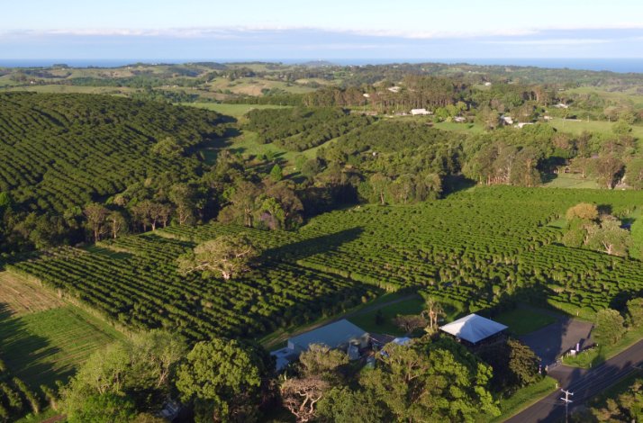 Embark on a private crop-to-cup coffee tour at Zentveld's Farm & Roastery: In Newrybar, Australia Aerial picture of a coffee plantations in Australia