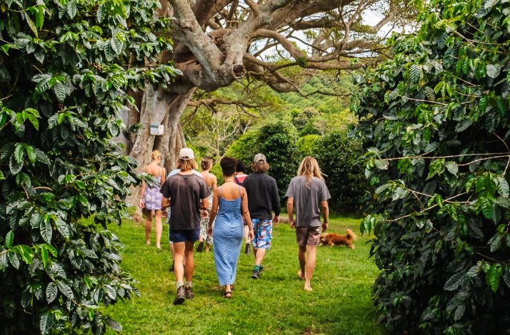 Embark on a private crop-to-cup coffee tour at Zentveld's Farm & Roastery: In Newrybar, Australia A group of people walking through coffee plantations during the coffee farm tour