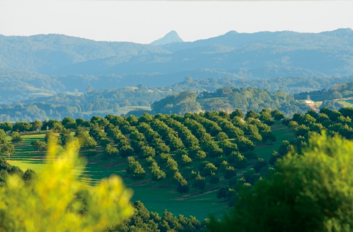 Embark on a private crop-to-cup coffee tour at Zentveld's Farm & Roastery: In Newrybar, Australia Aerial picture of a coffee plantation on a hot sunny day in Australia