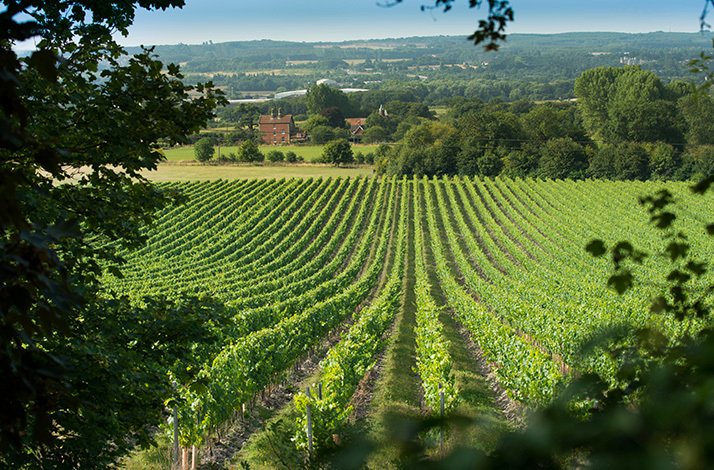 Rows of Chapel Down vineyards in the Kent countryside.