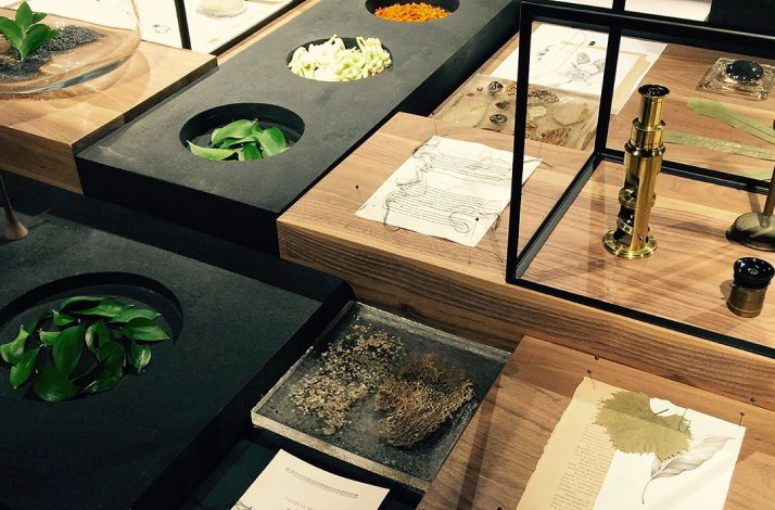 Close-up of plants used to create perfume at Xinú.