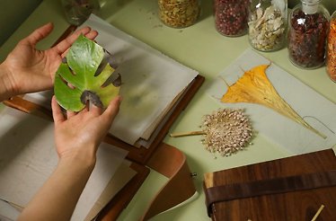 A person making perfume out of an endemic plant at Xinú Perfumes