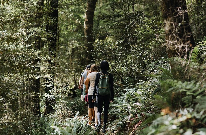 Group hiking through dense, green native forest trails.