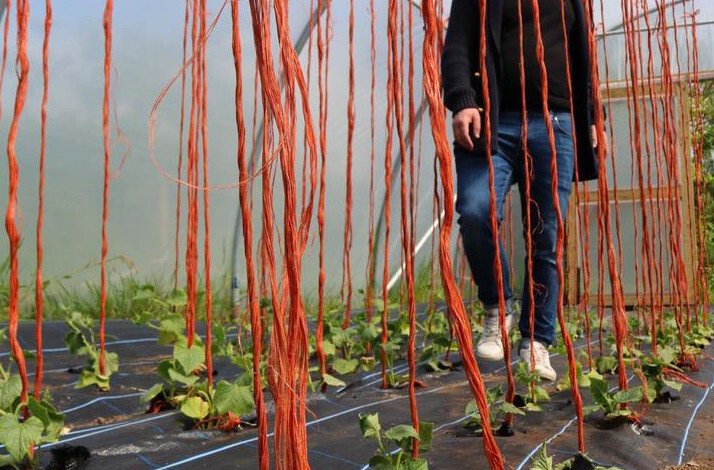 Vegetables growing on a vegetable farm in West Cork
