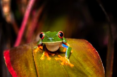 A colorful frog in a leaf of a plant looking straight to the camera