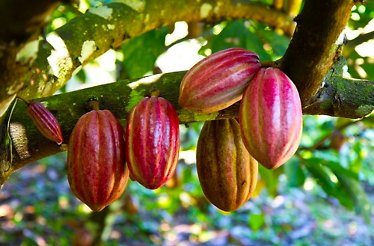 Colorful cocoa beans hanging from their tree.