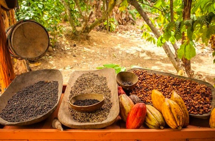 An assortment of coffee beans, cocoa beans and cocoa pods displayed in wooden trays in an outdoor setting