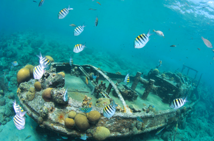 Close up shot of the iconic Curaçao wreck.