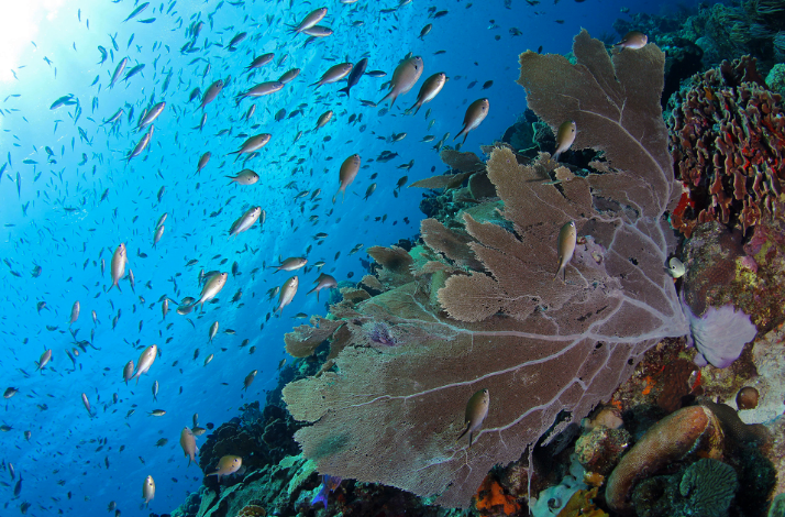 Marine life along the Caracas Bay peninsula.