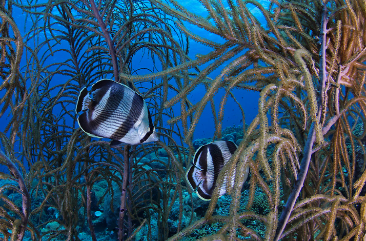 Marine life along the Caracas Bay peninsula.
