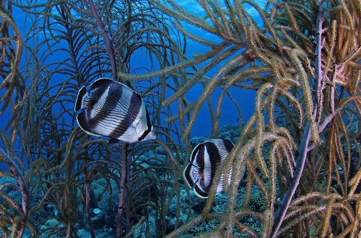 Marine life along the Caracas Bay peninsula