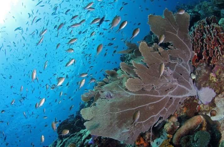 Marine life along the Caracas Bay peninsula
