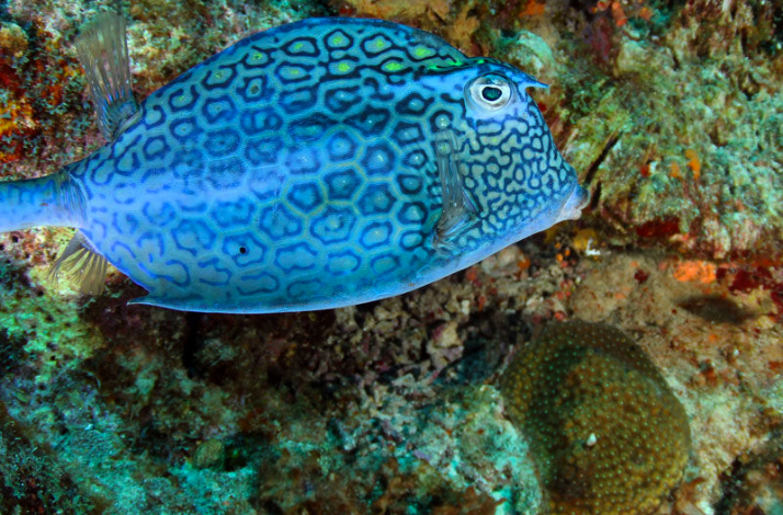 Marine life along the Playa Forti