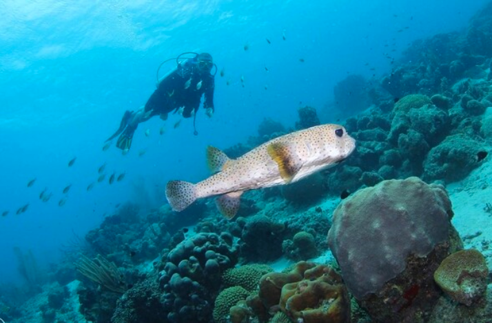 A scuba diver swims near a large pufferfish and colorful coral formations underwater.