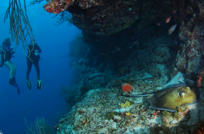 Two scuba divers explore a vibrant coral reef wall, with a stingray resting on the ocean floor nearby.