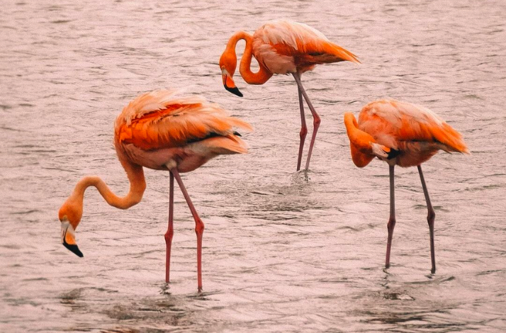 Flamingos at Playa Forti