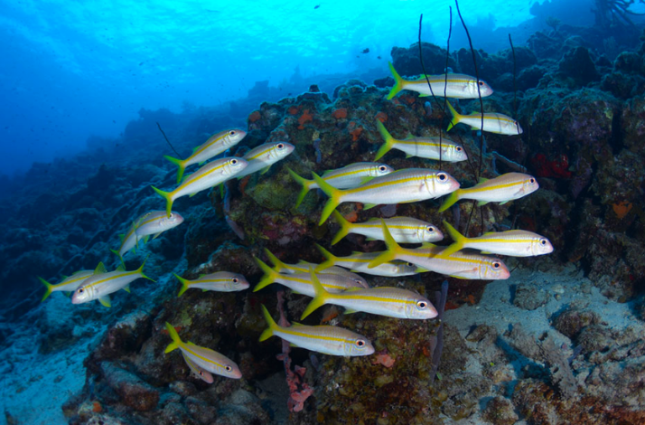 Marine life along the Playa Forti