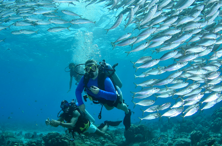 Divers observe a massive school of small silver fish swimming overhead near the ocean floor.